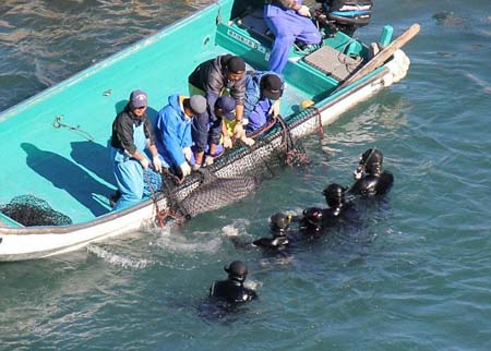 Nhiều[-]con[-]cá[-]heo[-]quá[-]căng[-]thẳng[-]sau[-]khi[-]bị[-]bắt[-]đã[-]tự[-]sát